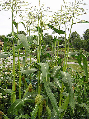 Zea mays var. saccharata
